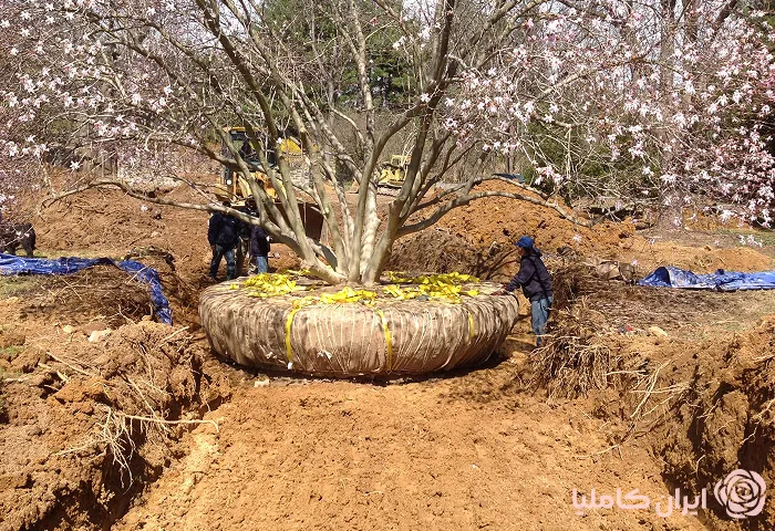 جابجایی درخت در فصل بهار